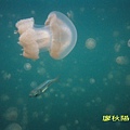 帛琉水母