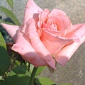 粉紅色玫瑰.jpg