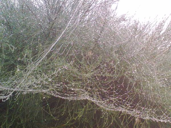 神奇蜘蛛網