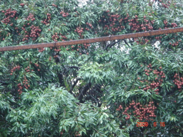 冒著風雨去偷荔枝