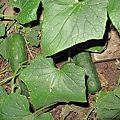 cucumbers