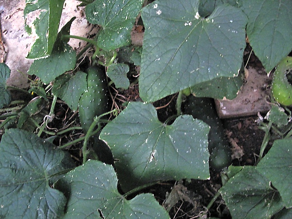 cucumbers