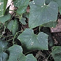 cucumbers