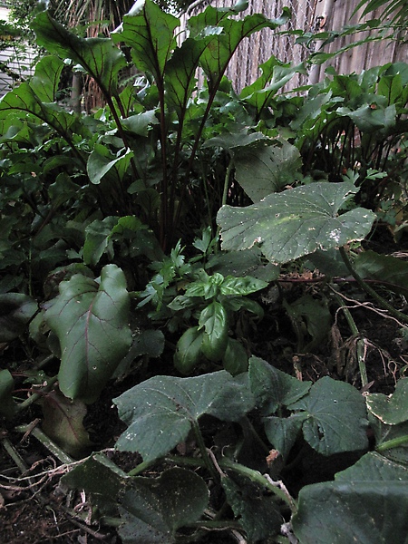 我愛的九層塔 (basil)