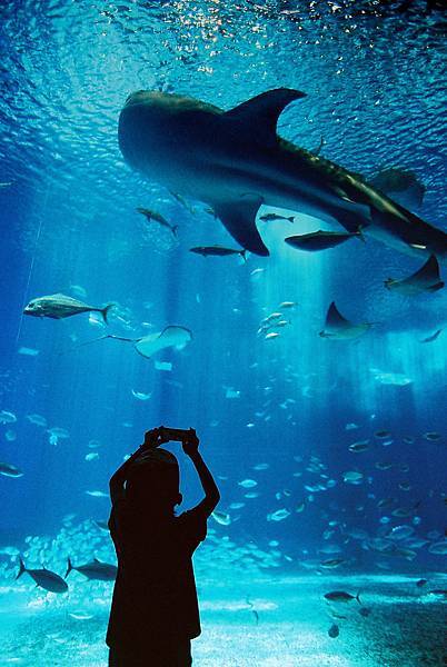 14082-31-OKINAWA_美之海水族館.jpg