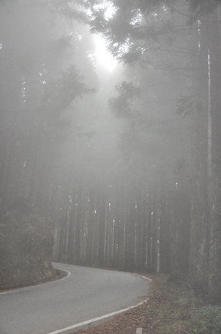 雲霧長繞觀霧路