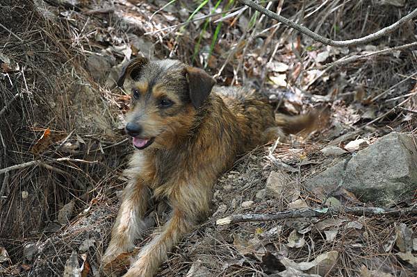 登山復健蹶腿犬