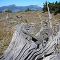 茫茫枯木連碧峰