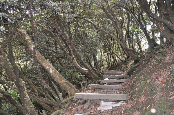 杜鵑葉落階下軟