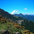 杜鵑褐芽綴青山