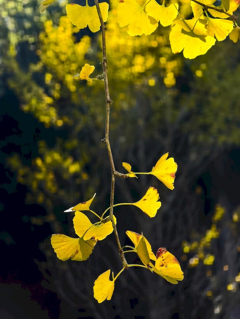 20251123_52.jpg 20251123_52.jpg