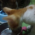 飼料盆也是
