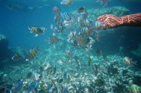 餵魚之一