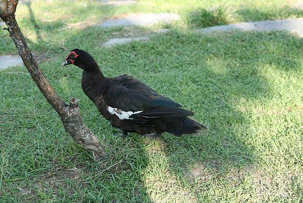 智力拼圖 - IMG_5653.JPG