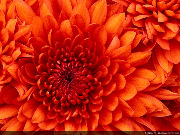 Chrysanthemum.jpg