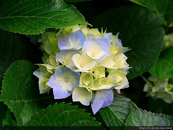 Hydrangeas.jpg