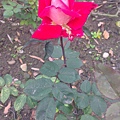 IMAG0312.jpg