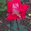 IMAG0311_BURST013.jpg