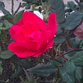 IMAG0310_BURST003.jpg
