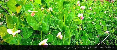 田園精靈 豌豆花 Macy S 幸福旅行箱 痞客邦