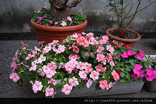 May 39 S 非洲鳳仙小記事 Macy S 幸福旅行箱 痞客邦