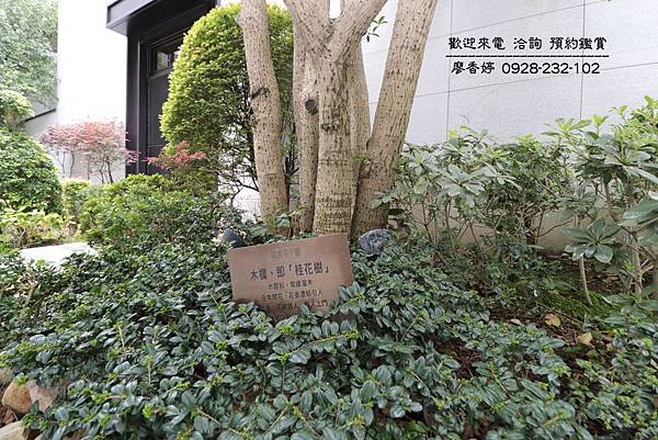 台中單元二 精銳花千樹 花園電梯別墅 廖香婷0928232102 (29).JPG