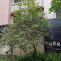 台中七期 大城建設 大城三月花見 大城一月春語 大城七月沐樂 大城八月小確幸 大城樂好事 大城四季山妍 大城五月天嵐 大城雲杉 大城九月采掬 大城梧同  大城六月微風 大城仰望 大城興大湛 大城朗雲 大城香榭 大城新紐約 大城比佛利 大城凱旋門 大城佛羅里達 大城四月泊樂 大城十二月滿 大城仰雲 廖香婷0928232102 歡迎預約鑑賞 請電 0965520580 (4).jpg