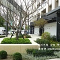 台中七期 大城建設 大城三月花見 大城一月春語 大城七月沐樂 大城八月小確幸 大城樂好事 大城四季山妍 大城五月天嵐 大城雲杉 大城九月采掬 大城梧同  大城六月微風 大城仰望 大城興大湛 大城朗雲 大城香榭 大城新紐約 大城比佛利 大城凱旋門 大城佛羅里達 大城四月泊樂 大城十二月滿 大城仰雲 廖香婷0928232102 歡迎預約鑑賞 請電 0965520580 (8).jpg