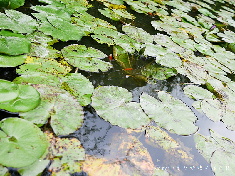 星巴克淡水雲門門市 雲門劇場旁邊的星巴克怎麼去 淡水新景點 淡水IG打卡點 淡水森林系星巴克 淡水玻璃屋星巴克18.jpg