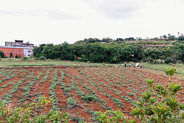 新北三芝黃金甘藷大冒險 中華民國農會 國產雜糧十大經典路線 三芝區農會 新北親子活動 新北親子體驗 親子體驗活動 親子DIY 親子旅遊推薦 挖地瓜體驗11.jpg