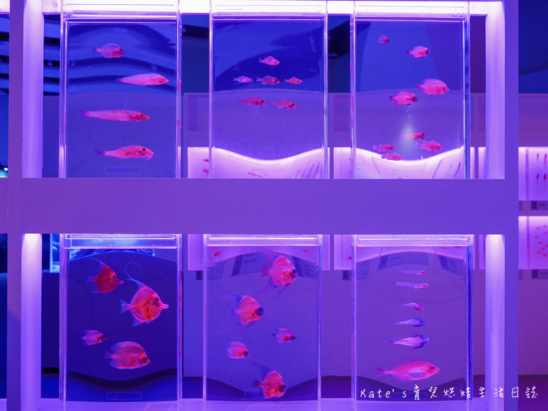 國立海科館主題館 基隆海科館特展 趣味海洋生物特展 海洋嘉年華 海科館海洋嘉年華 趣味海洋特展海科館51.jpg