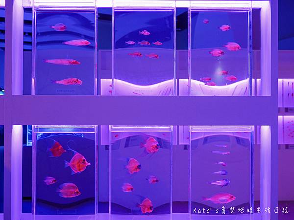 國立海科館主題館 基隆海科館特展 趣味海洋生物特展 海洋嘉年華 海科館海洋嘉年華 趣味海洋特展海科館51.jpg