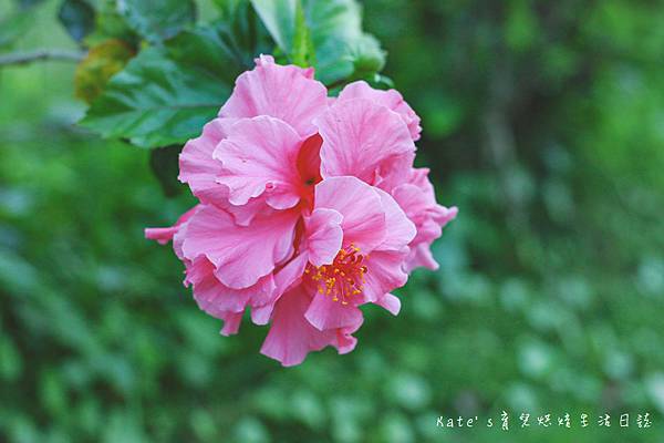 花蓮晨曦民宿 休閒農場花園 花蓮民宿推薦 花蓮民宿 吉安民宿4.jpg