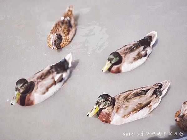 張美阿嬤農場 宜蘭親子景點 宜蘭農場 可以餵動物的農場 有梅花鹿的農場 可以餵食梅花鹿的地方 水豚君餵食3.jpg