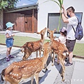 張美阿嬤農場 宜蘭親子景點 宜蘭農場 可以餵動物的農場 有梅花鹿的農場 可以餵食梅花鹿的地方 水豚君餵食8.jpg