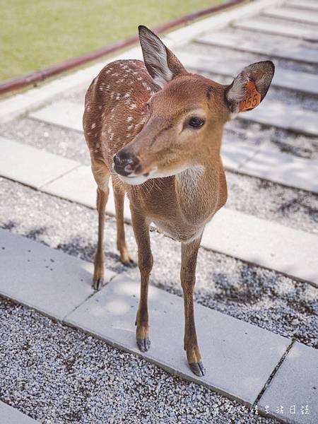 張美阿嬤農場 宜蘭親子景點 宜蘭農場 可以餵動物的農場 有梅花鹿的農場 可以餵食梅花鹿的地方 水豚君餵食12.jpg