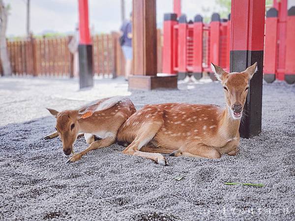 張美阿嬤農場 宜蘭親子景點 宜蘭農場 可以餵動物的農場 有梅花鹿的農場 可以餵食梅花鹿的地方 水豚君餵食14.jpg