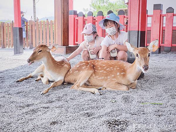 張美阿嬤農場 宜蘭親子景點 宜蘭農場 可以餵動物的農場 有梅花鹿的農場 可以餵食梅花鹿的地方 水豚君餵食15.jpg