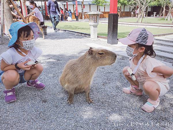 張美阿嬤農場 宜蘭親子景點 宜蘭農場 可以餵動物的農場 有梅花鹿的農場 可以餵食梅花鹿的地方 水豚君餵食20.jpg