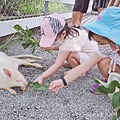 張美阿嬤農場 宜蘭親子景點 宜蘭農場 可以餵動物的農場 有梅花鹿的農場 可以餵食梅花鹿的地方 水豚君餵食24.jpg