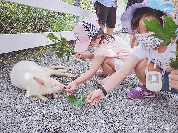 張美阿嬤農場 宜蘭親子景點 宜蘭農場 可以餵動物的農場 有梅花鹿的農場 可以餵食梅花鹿的地方 水豚君餵食25.jpg