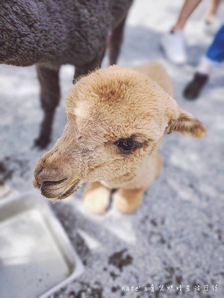 張美阿嬤農場 宜蘭親子景點 宜蘭農場 可以餵動物的農場 有梅花鹿的農場 可以餵食梅花鹿的地方 水豚君餵食30.jpg