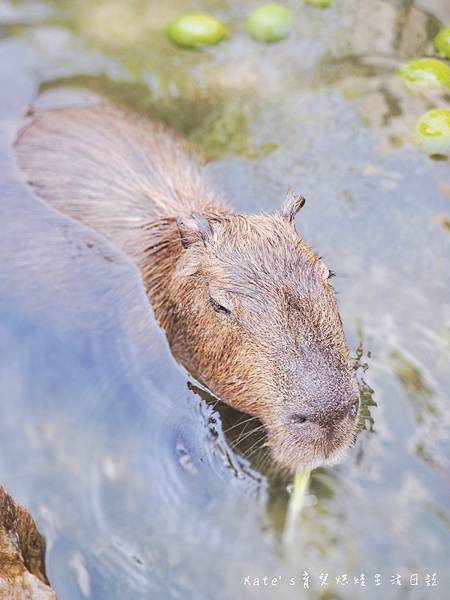 張美阿嬤農場 宜蘭親子景點 宜蘭農場 可以餵動物的農場 有梅花鹿的農場 可以餵食梅花鹿的地方 水豚君餵食39.jpg