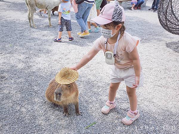 張美阿嬤農場 宜蘭親子景點 宜蘭農場 可以餵動物的農場 有梅花鹿的農場 可以餵食梅花鹿的地方 水豚君餵食37.jpg