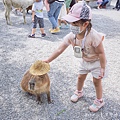 張美阿嬤農場 宜蘭親子景點 宜蘭農場 可以餵動物的農場 有梅花鹿的農場 可以餵食梅花鹿的地方 水豚君餵食37.jpg