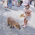 張美阿嬤農場 宜蘭親子景點 宜蘭農場 可以餵動物的農場 有梅花鹿的農場 可以餵食梅花鹿的地方 水豚君餵食36.jpg