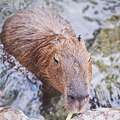 張美阿嬤農場 宜蘭親子景點 宜蘭農場 可以餵動物的農場 有梅花鹿的農場 可以餵食梅花鹿的地方 水豚君餵食40.jpg