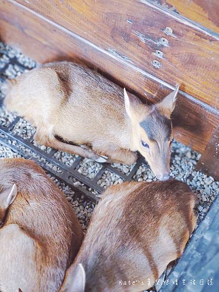 張美阿嬤農場 宜蘭親子景點 宜蘭農場 可以餵動物的農場 有梅花鹿的農場 可以餵食梅花鹿的地方 水豚君餵食43.jpg