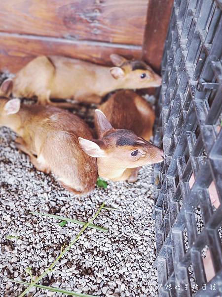 張美阿嬤農場 宜蘭親子景點 宜蘭農場 可以餵動物的農場 有梅花鹿的農場 可以餵食梅花鹿的地方 水豚君餵食44.jpg