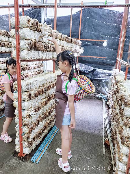 豐年靈芝菇類生態農場 南投埔里豐年農場 南投埔里親子景點28.jpg